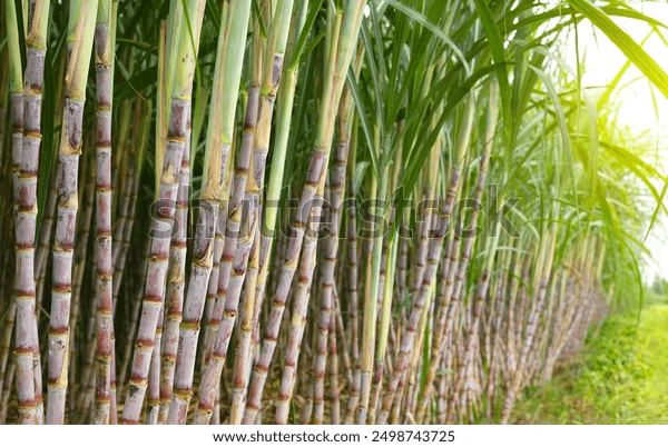 Sugar Cane