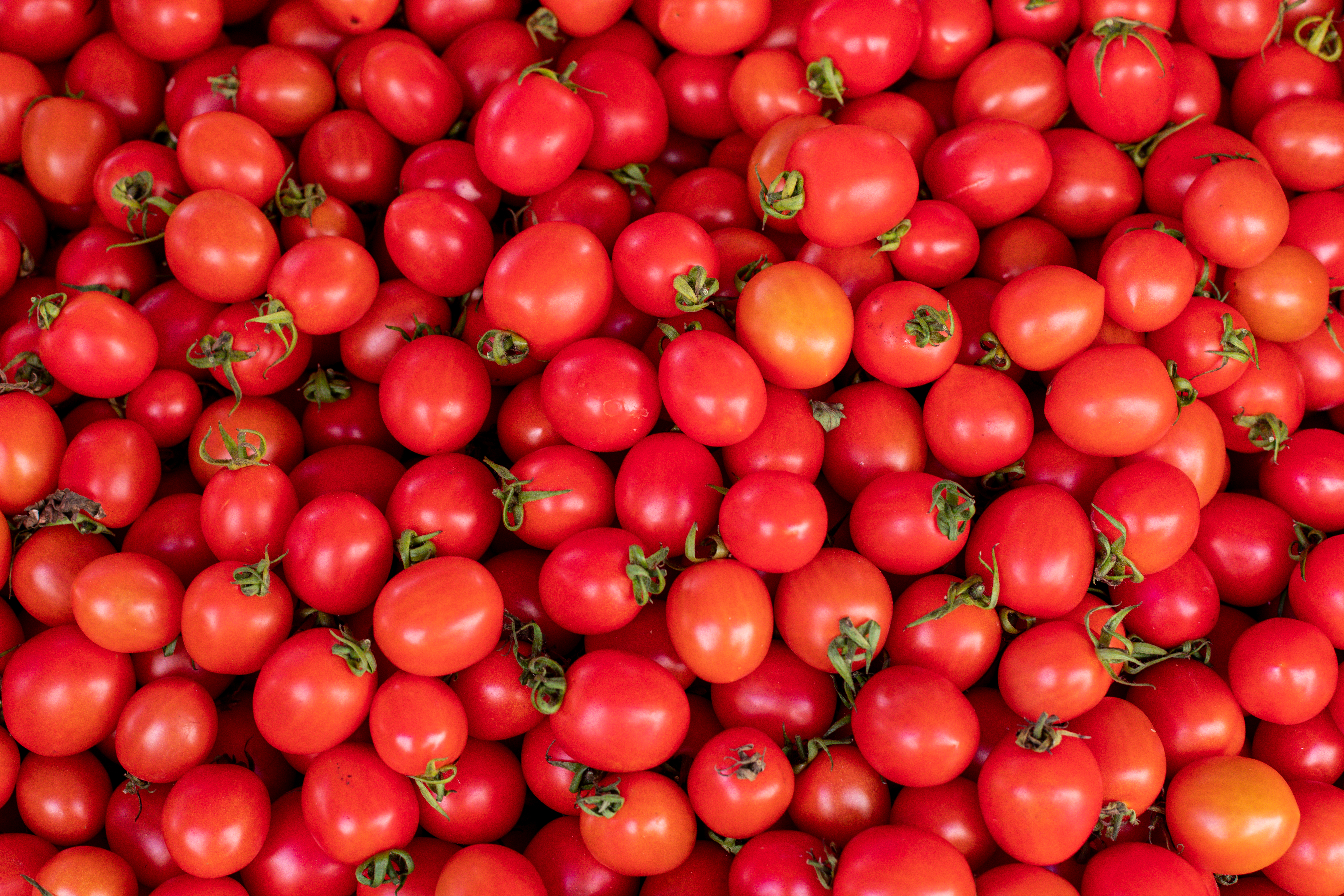Fresh Tomatoes